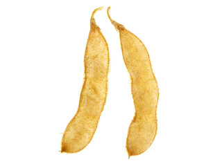 Soybean pods isolated on white, Glycine max