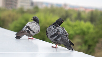 Two rock pigeon, blurred effect  in the background