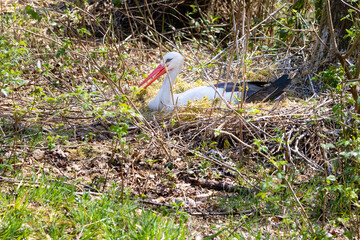 white stork in the nest