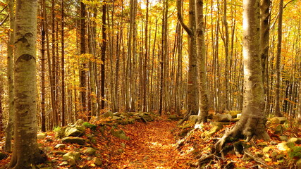 the beech forest in autumn

