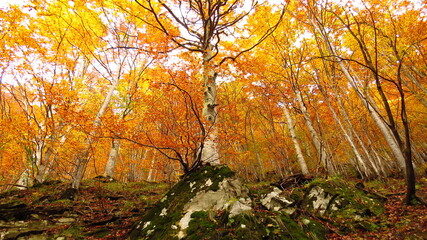 the beech forest in autumn

