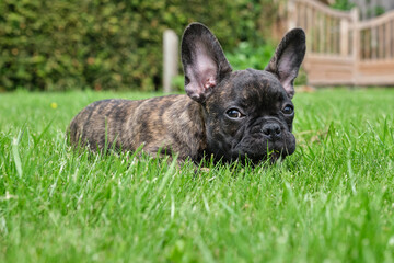 A cute adorable brown and black French Bulldog Dog is lying in the grass with a cute expression in the wrinkled face