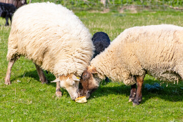 two sheep fighting over bread food