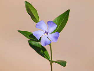 Blue flower of periwinkle or vinca