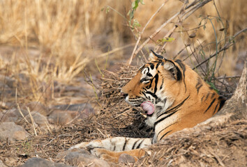 Tigress T60 cub relaxing, Ranthambore Tiger Reserve