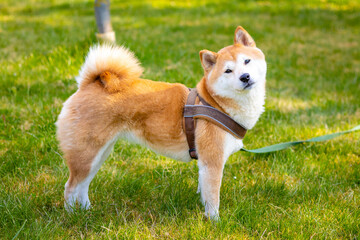 shiba inu dog in the grass