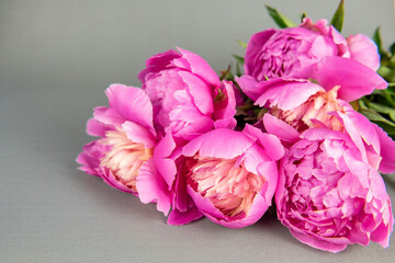 bouquet of pink peonies on a gray background. background with pink flowers. peonies on the table