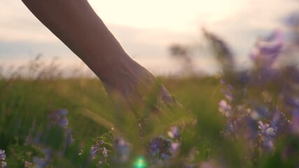 The hand of a young woman gently glides over the flowers in the meadow in the rays of the setting sun. Close up. Garden of purple flowers.