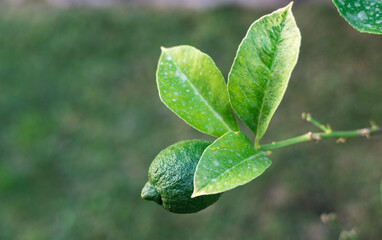 Lemon hanging on the branches,afocus,green blur background 