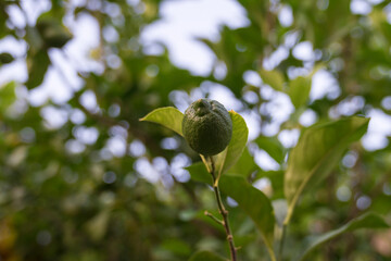 Lemon hanging on the branches, bokeh background