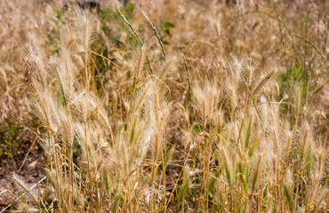 Grass with yellow spikelets. Background from yellow plants. Street vegetation in the green zone. Summer sunny day.