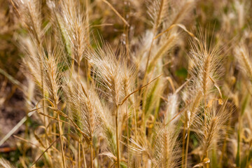 Grass with yellow spikelets. Background from yellow plants. Street vegetation in the green zone. Summer sunny day.