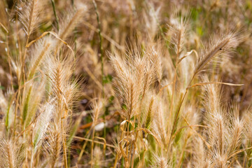 Grass with yellow spikelets. Background from yellow plants. Street vegetation in the green zone. Summer sunny day.