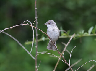 The barred warbler (Sylvia nisoria) is photographed sitting on tree branches and bushes in a natural habitat. Detailed and close-up photo