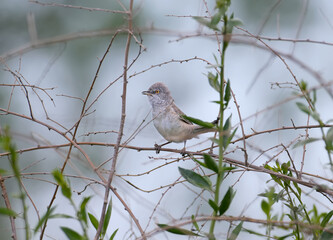 The barred warbler (Sylvia nisoria) is photographed sitting on tree branches and bushes in a natural habitat. Detailed and close-up photo