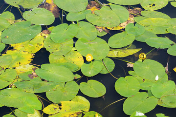 swamp