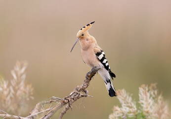 A close-up photograph of hoopoe on a blurry background in a natural habitat. Bright colors and soft sunlight.
