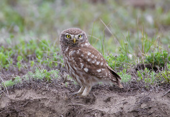Adults and young little owls ( Athene noctua) are photographed near the nest in a natural habitat.