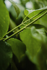 raindrops on green leaves of lilac in the summer in the garden