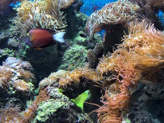 Red Dory Fish keep swimming