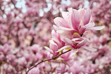 Beautiful flowers of a blossoming magnolia pink. Blue sky on the background.