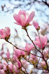 Close up of magnolia petals. Spring floral background with magnolia flowers.