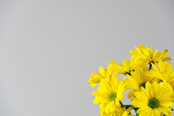 Beautiful fresh yellow chrysanthemum, close-up shot, yellow daisies flowers.