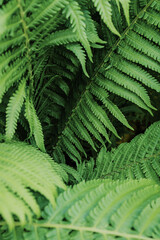 green fern leaves macro