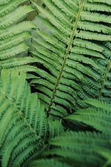 green fern leaves macro