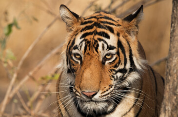 Closeup of Tiger cub, Ranthambore Tiger Reserve