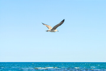 Fototapeta na wymiar Young seagull flying in blue sky, selective focus