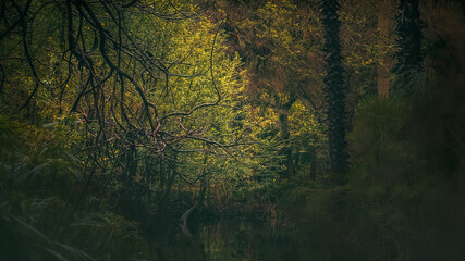 A small pond surrounded by dense trees and vegetation of every kind deep in the forest.