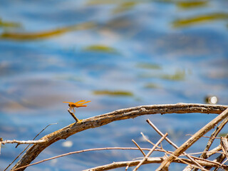 Close up shot of a Flame skimmer