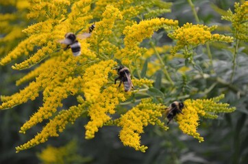bee on yellow flower