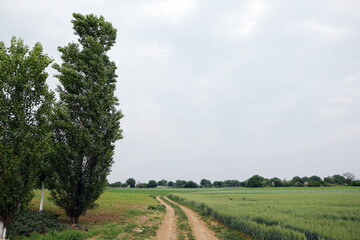 Road in the field. Countryside road. Rural landscape