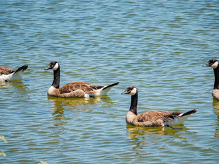 Close up of Canada goose swimming in a pond