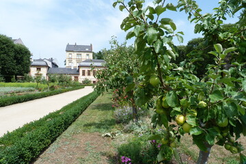 Apfelbaum im Prinz-Georg-Garten, ein Barockgarten in Darmstadt