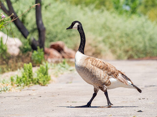 Close up of Canada goose walking on the ground