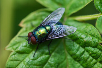 Green bottle fly texture macro, insect sitting on a leaf, detailed picture of eyes, wings and bristle hair.