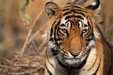 Fototapeta na wymiar Portrait of tiger cub, Ranthambore Tiger Reserve