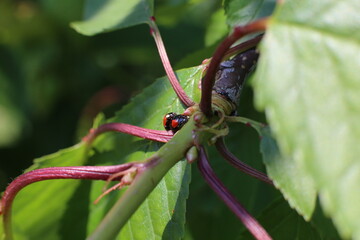 Coccinelles