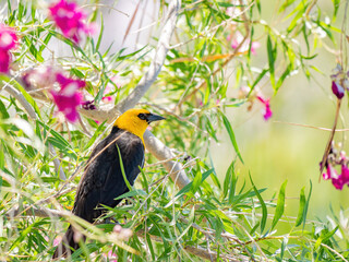 Close up of a cute Yellow-headed blackbird