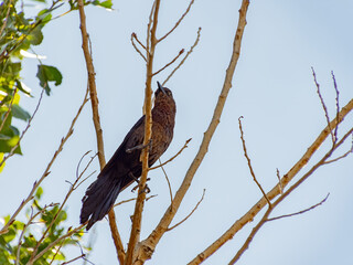 Close up shot of a Great tailed Grackle resting on a branch