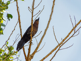 Close up shot of a Great tailed Grackle resting on a branch