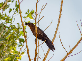 Close up shot of a Great tailed Grackle resting on a branch