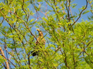 Close up shot of a Great tailed Grackle resting on a branch