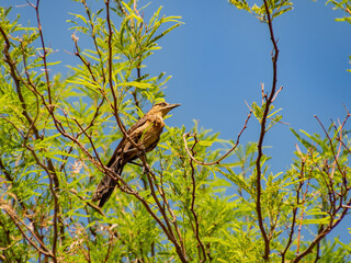 Close up shot of a Great tailed Grackle resting on a branch