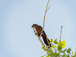 Close up shot of a Great tailed Grackle resting on a branch