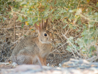 Close up shot of a cute Cottontail rabbit