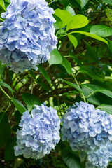 紫陽花ー青ー複